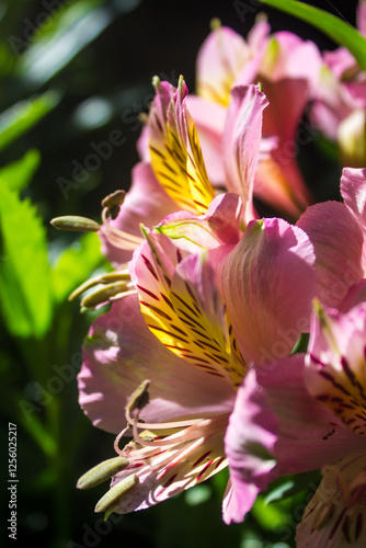 Close-up of the flowers of the pink Inca lily (alstroemeria aurea) photo