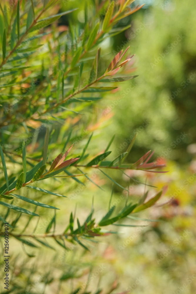 Melaleuca bracteata macro leaves small world Melaleuca bracteata macro leaves small world