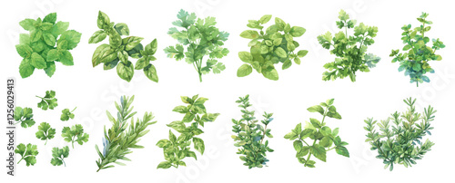 Culinary herbs. Watercolor spices oregano thyme rosemary basil sage parsley, healthy food set vector illustration