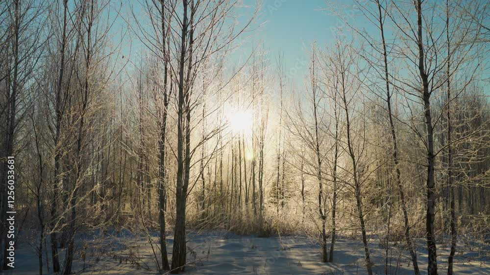 Winter forest on a frosty morning, sun rays, vegetation in frost. The beauty of winter nature. Winter forest on a frosty morning, sun rays, vegetation in frost. The beauty of winter nature.