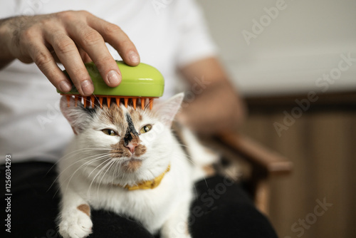 Gentle pet care, combing fur for a happy, healthy cat