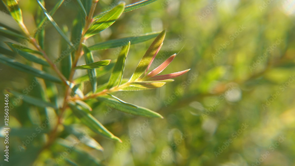 Melaleuca bracteata macro leaves small world Melaleuca bracteata macro leaves small world