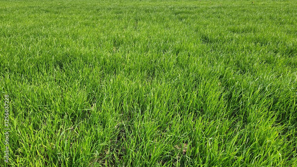 In the heart of winter, a captivating wheat field with shades of green In the heart of winter, a captivating wheat field with shades of green