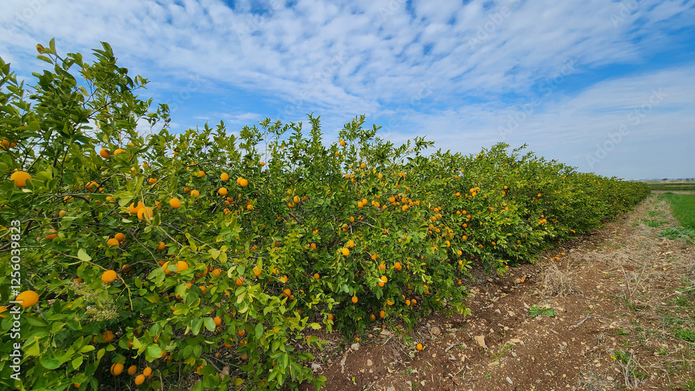 An orchard of the Meyer lemon, is a hybrid citrus fruit between a citron and a mandarin-pomelo hybrid in Medietrranean region in February