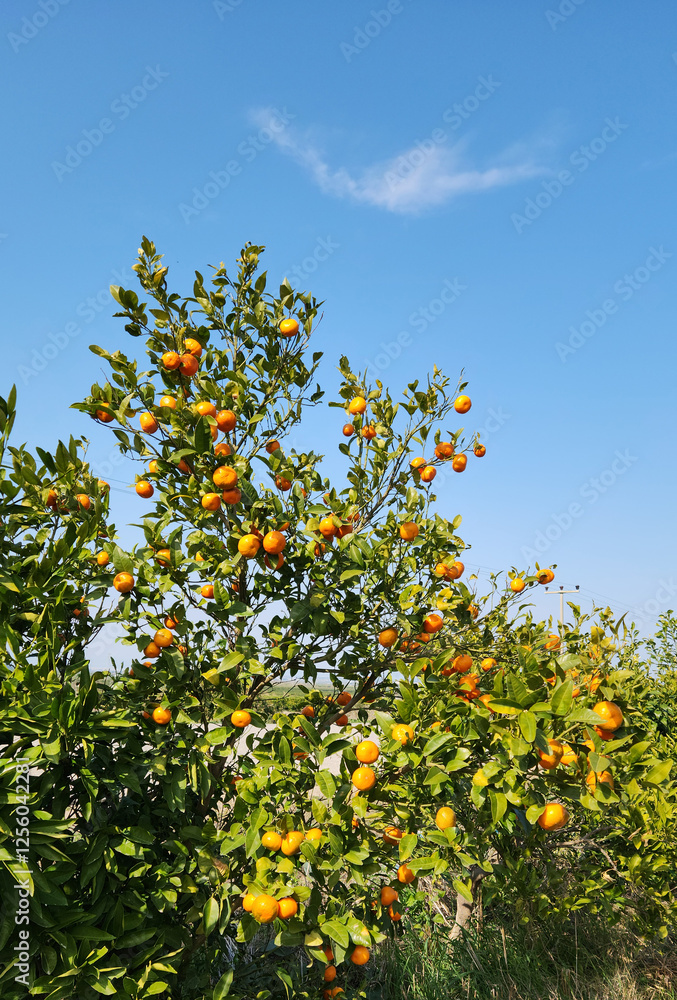 Murcott mandarin oranges on a branch in winter Murcott mandarin oranges on a branch in winter