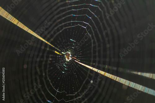 Delicate spider web illuminated by sunlight in nature photo