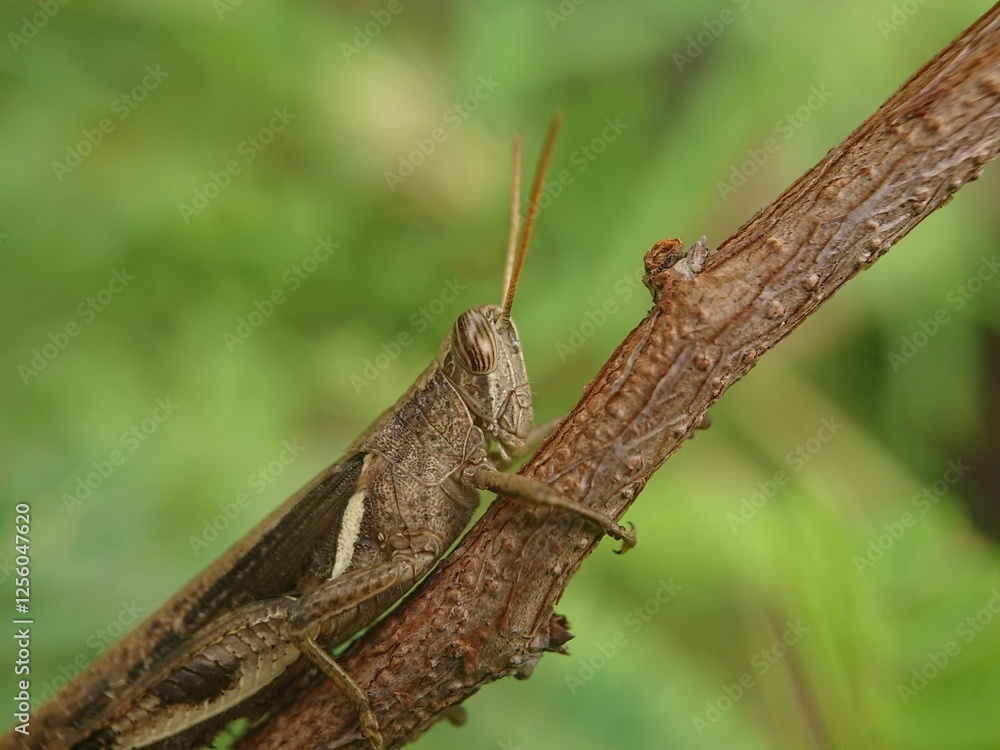 wood grasshopper seen from the side wood grasshopper seen from the side