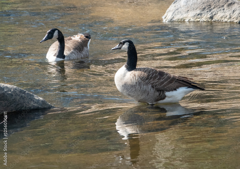 Two Canada Geese in a Rocky Creek Two Canada Geese in a Rocky Creek