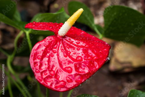 The Bright red flower of an Anthurium, Anthurium Andraeanum, also known as an Flamingo lily, covered in waterdrops after a light rain shower.