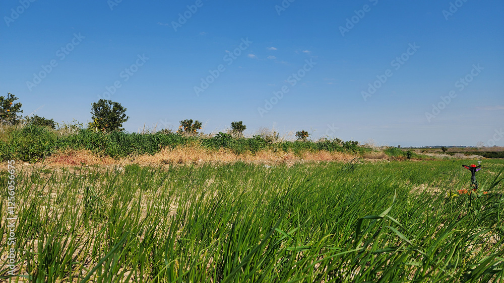 Onion field irrigated with sprinkler irrigation system in Mediterranean region Onion field irrigated with sprinkler irrigation system in Mediterranean region