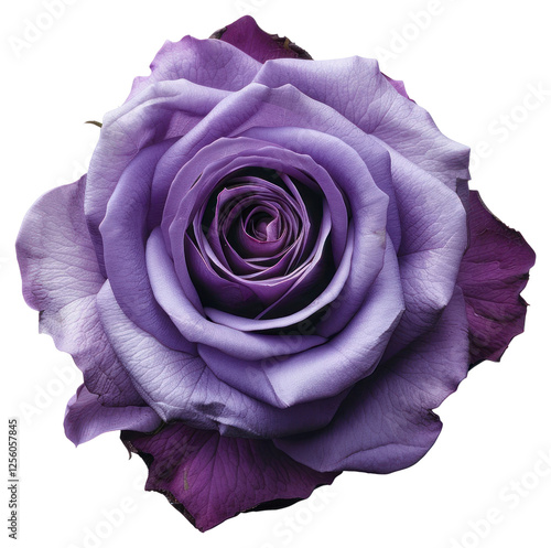 Fototapeta Naklejka Na Ścianę i Meble -  Elegant purple rose blossom