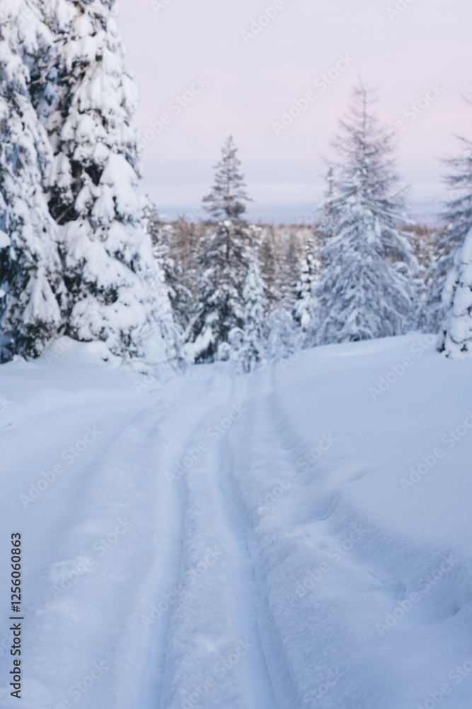 Snowy roadway in spruce forest Snowy roadway in spruce forest