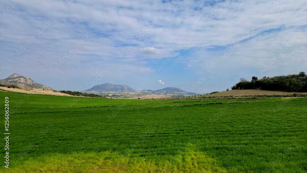 A mesmerizing field of wheat with vibrant green hues beneath a blue sky dotted with white clouds in mid-winter. A mesmerizing field of wheat with vibrant green hues beneath a blue sky dotted with white clouds in mid-winter.