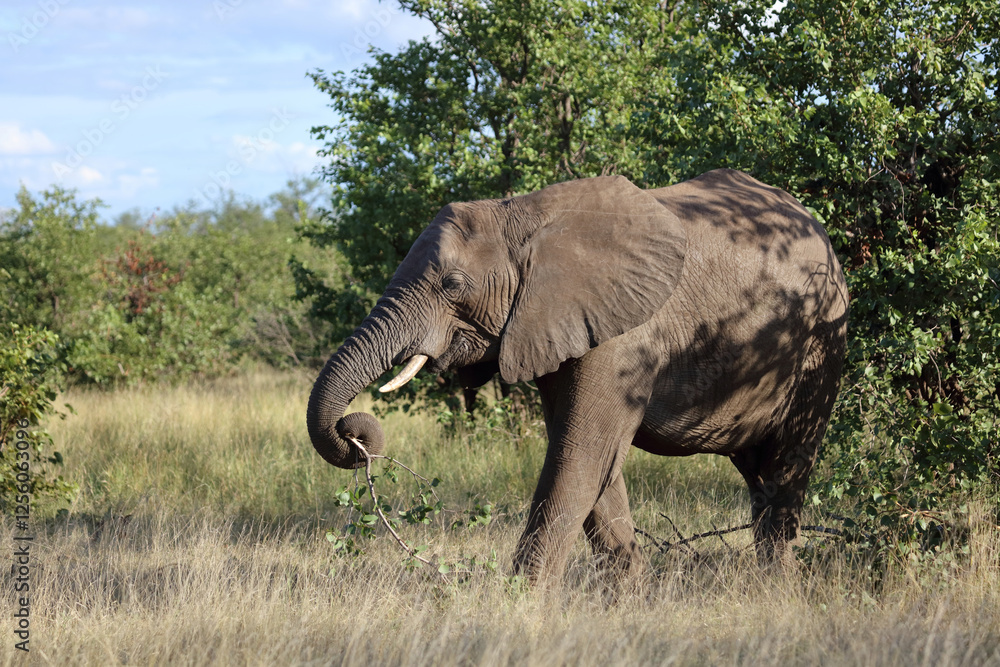 Fototapeta premium Afrikanischer Elefant / African elephant / Loxodonta africana