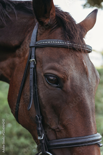 Close up of a horse eye highlighting its detail and beauty photo