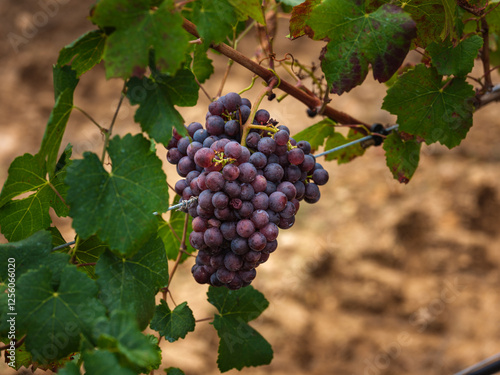 Wallpaper Mural Vineyard Grapes in Mallorca, Spain's Scenic Countryside Torontodigital.ca