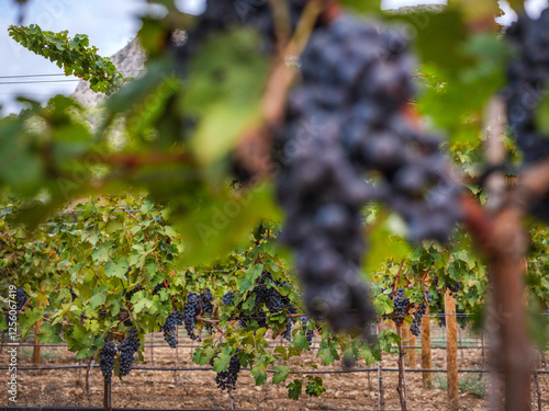 Wallpaper Mural Lush Vineyard Scenery Featuring Ripe Grapes in Mallorca Torontodigital.ca