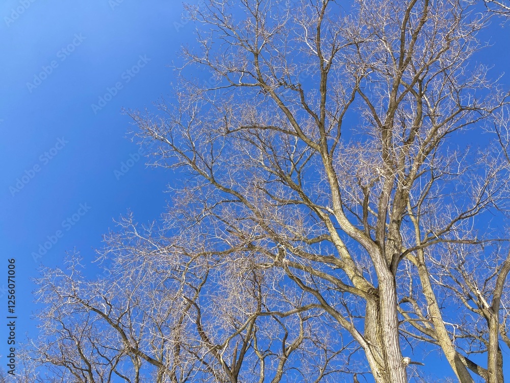 tree branches against blue sky in winter tree branches against blue sky in winter