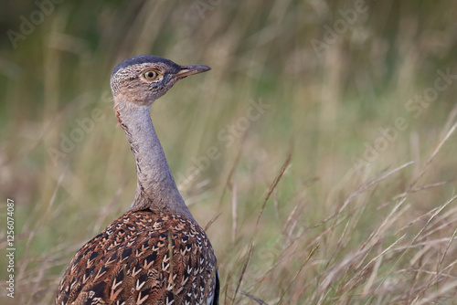 Rotschopftrappe / Red-crested korhaan / Lophotis ruficrista photo