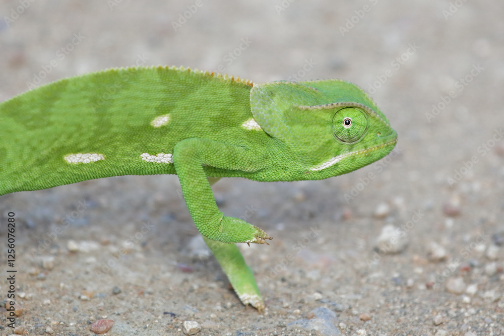Lappenchamäleon / Flap-necked chameleon / Chamaeleo dilepis. Lappenchamäleon / Flap-necked chameleon / Chamaeleo dilepis.