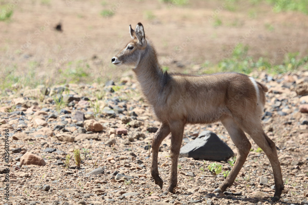 Wasserbock / Waterbuck / Kobus ellipsiprymnus.. Wasserbock / Waterbuck / Kobus ellipsiprymnus..