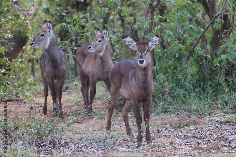 Wasserbock / Waterbuck / Kobus ellipsiprymnus.. Wasserbock / Waterbuck / Kobus ellipsiprymnus..