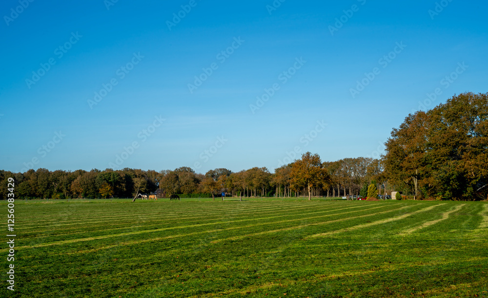 Fototapeta premium Meadow with horses in nature reserve Dwingelderveld, Netherlands