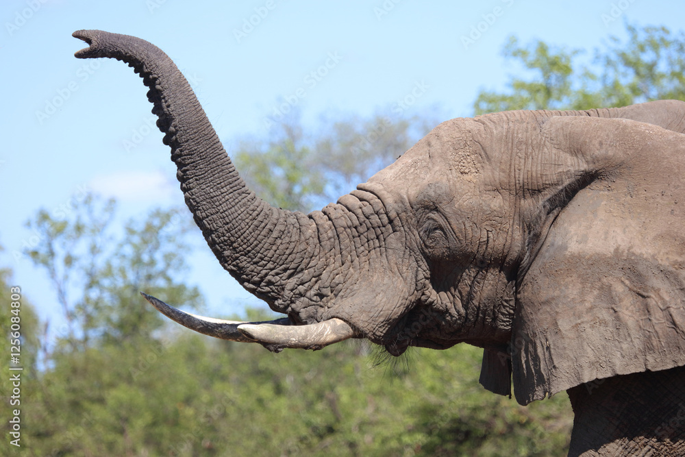 Obraz premium Afrikanischer Elefant / African elephant / Loxodonta africana