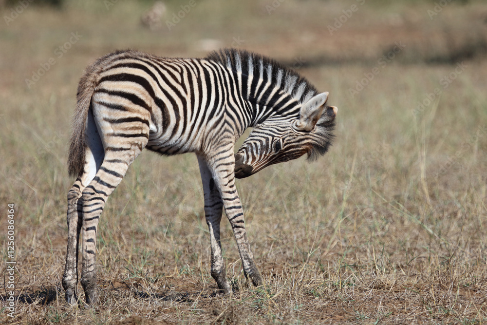Steppenzebra / Burchell's zebra / Equus quagga burchellii. Steppenzebra / Burchell's zebra / Equus quagga burchellii.