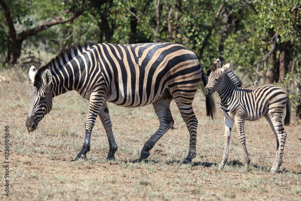 Fototapeta premium Steppenzebra / Burchell's zebra / Equus quagga burchellii.