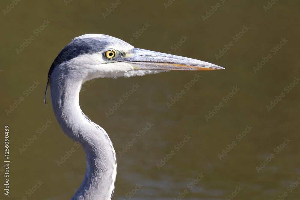 Afrikanischer Graureiher / Grey heron / Ardea cinerea Afrikanischer Graureiher / Grey heron / Ardea cinerea