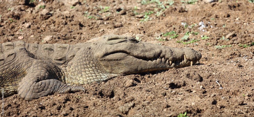 Nilkrokodil / Nile crocodile / Crocodylus niloticus Nilkrokodil / Nile crocodile / Crocodylus niloticus