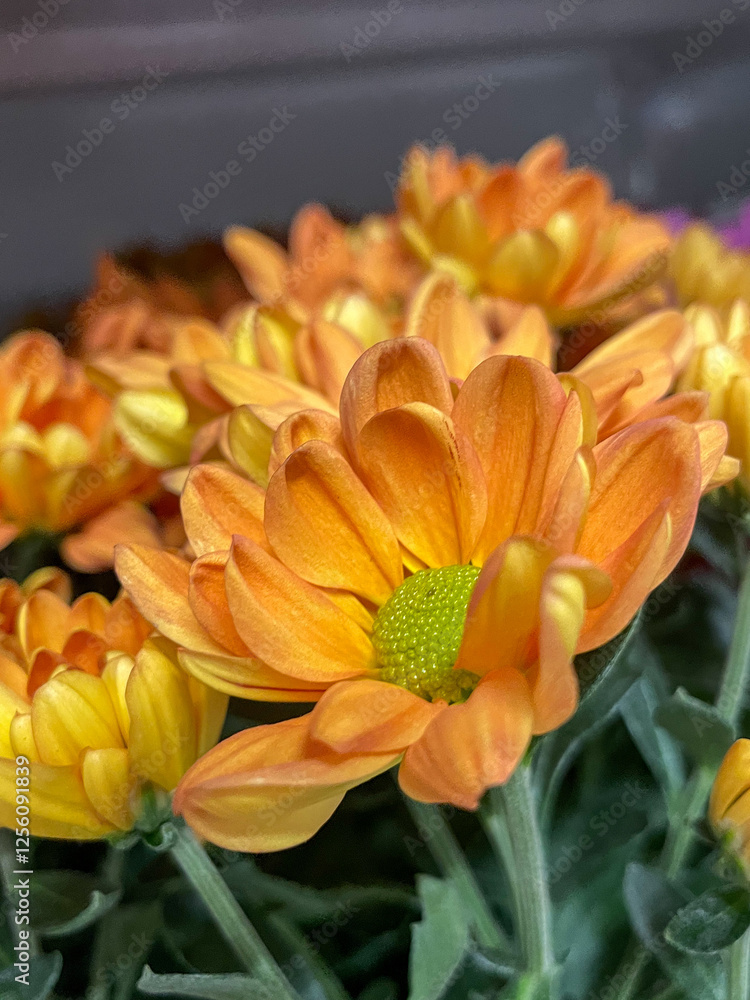 Fototapeta premium Yellowish orange flowers in market 