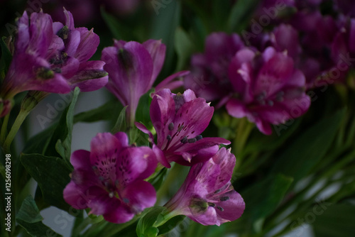 purple flowers in the garden