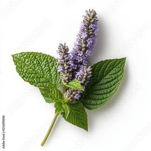 Patchouli flower on a white background -A single patchouli sprig with vibrant purple flowers and fresh green leaves on a clean white background	