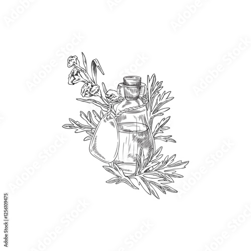 Wormwood plant and bottle of essential oil engraved sketch, hand drawn sagebrush flowers leaves, Artemisia herb product