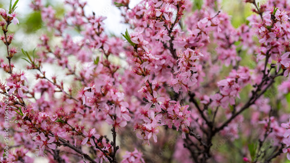 Blooming cherry tree with pink flowers growing in garden in spring. Japanese cherry or sakura or cherry blossom Blooming cherry tree with pink flowers growing in garden in spring. Japanese cherry or sakura or cherry blossom