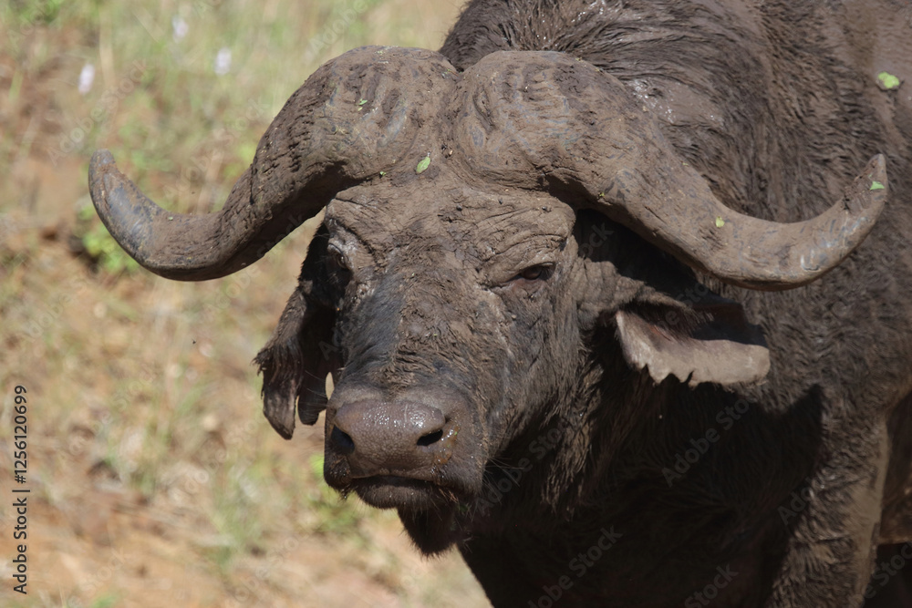 Naklejka premium Kaffernbüffel / African buffalo / Syncerus caffer