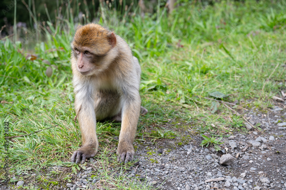 Barbary macaque ape, rhesus monkey, wildlife of North Africa, habitat jungle
Barbary macaque ape, rhesus monkey, wildlife of North Africa, habitat jungle