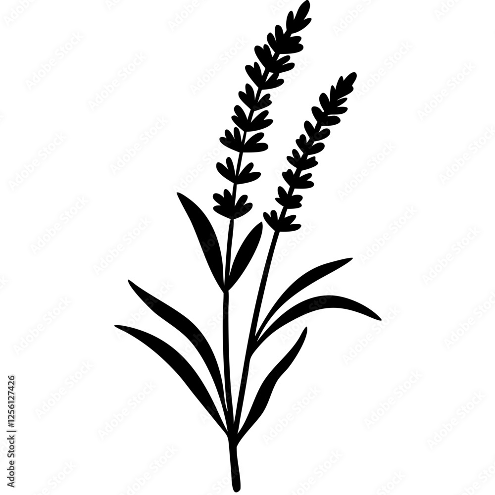 A vector of Lavender Flower silhouette A vector of Lavender Flower silhouette