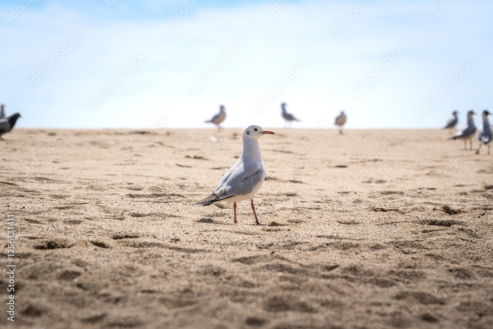 Fototapeta premium small seagull on the sand of a pacific ocean beach, Viña del Mar Chile