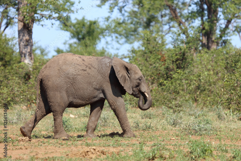 Fototapeta premium Afrikanischer Elefant / African elephant / Loxodonta africana