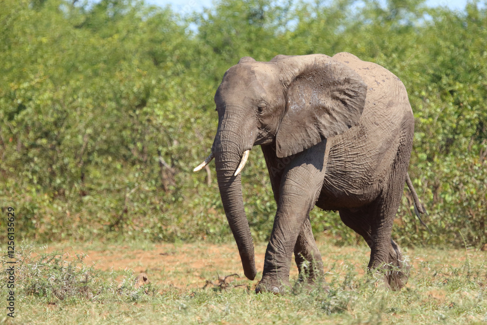 Afrikanischer Elefant / African elephant / Loxodonta africana Afrikanischer Elefant / African elephant / Loxodonta africana