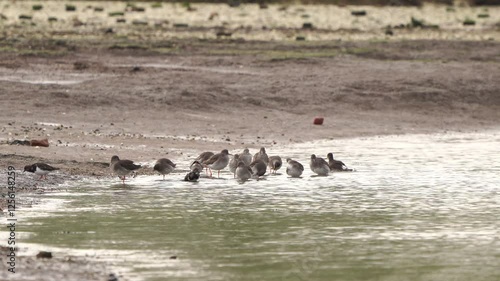 A group of common redshanks or simply redshanks (Tringa totanus) preening their feathers in the water photo