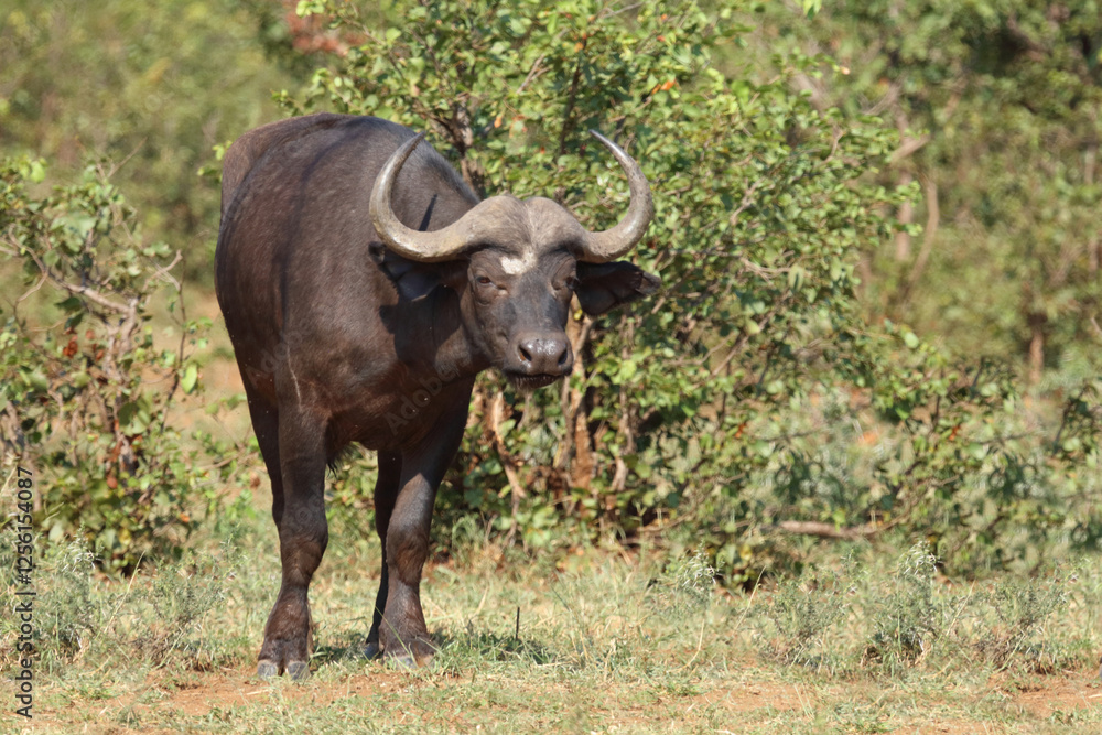 Kaffernbüffel / African buffalo / Syncerus caffer Kaffernbüffel / African buffalo / Syncerus caffer