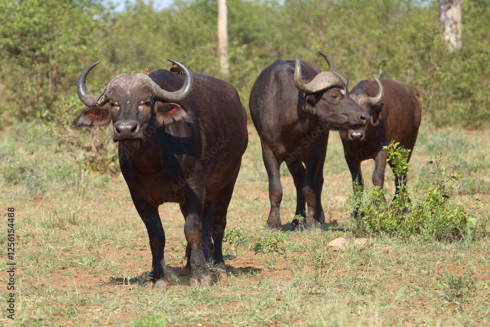Kaffernbüffel / African buffalo / Syncerus caffer Kaffernbüffel / African buffalo / Syncerus caffer