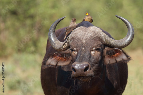 Kaffernbüffel und Gelbschnabel-Madenhacker / African buffalo and Yellow-billed oxpecker / Syncerus caffer et Buphagus africanus. photo