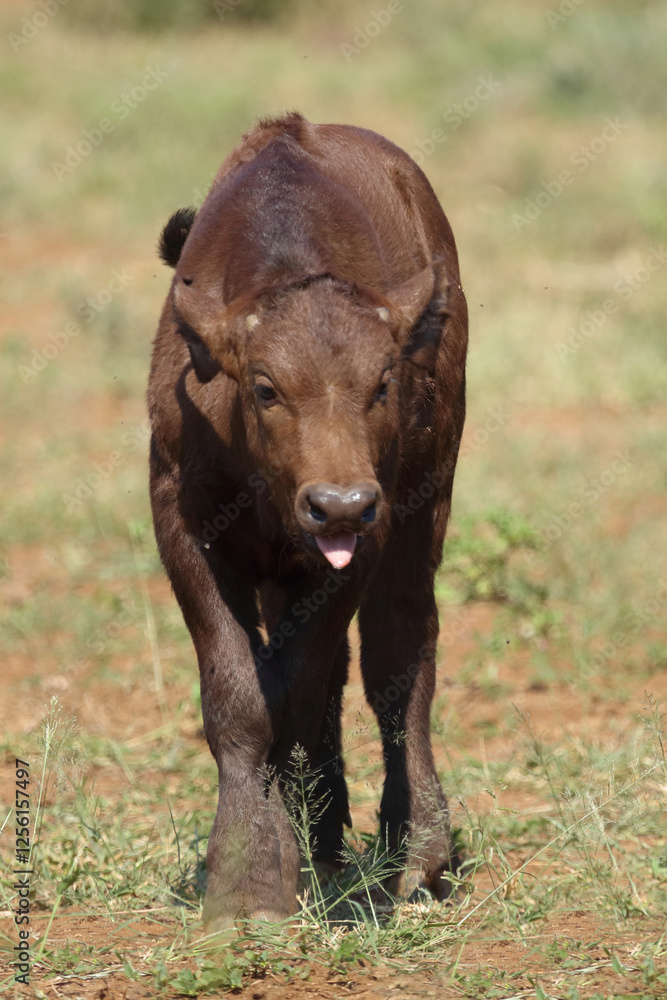 Kaffernbüffel / African buffalo / Syncerus caffer. Kaffernbüffel / African buffalo / Syncerus caffer.