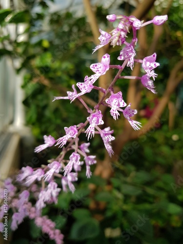 pink and white flowers photo