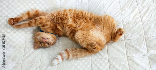 Katze ruht sich mittags auf dem Bett aus